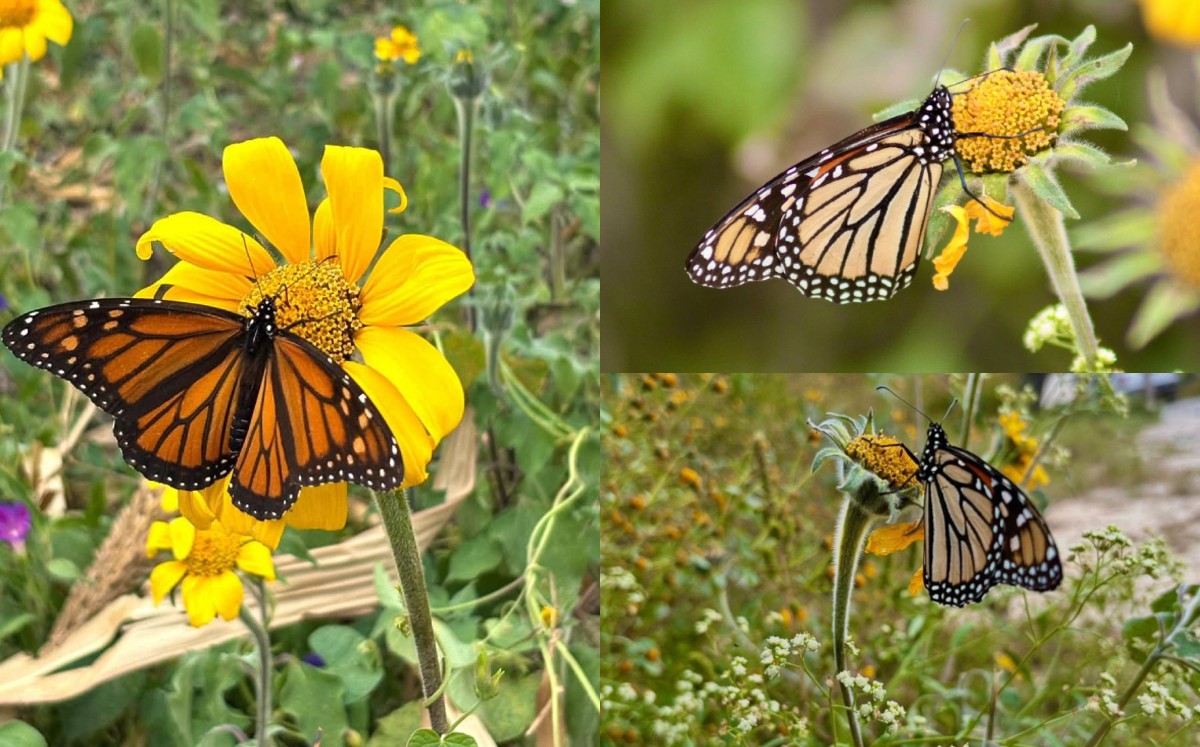 Mariposa Monarca. | Cortesía