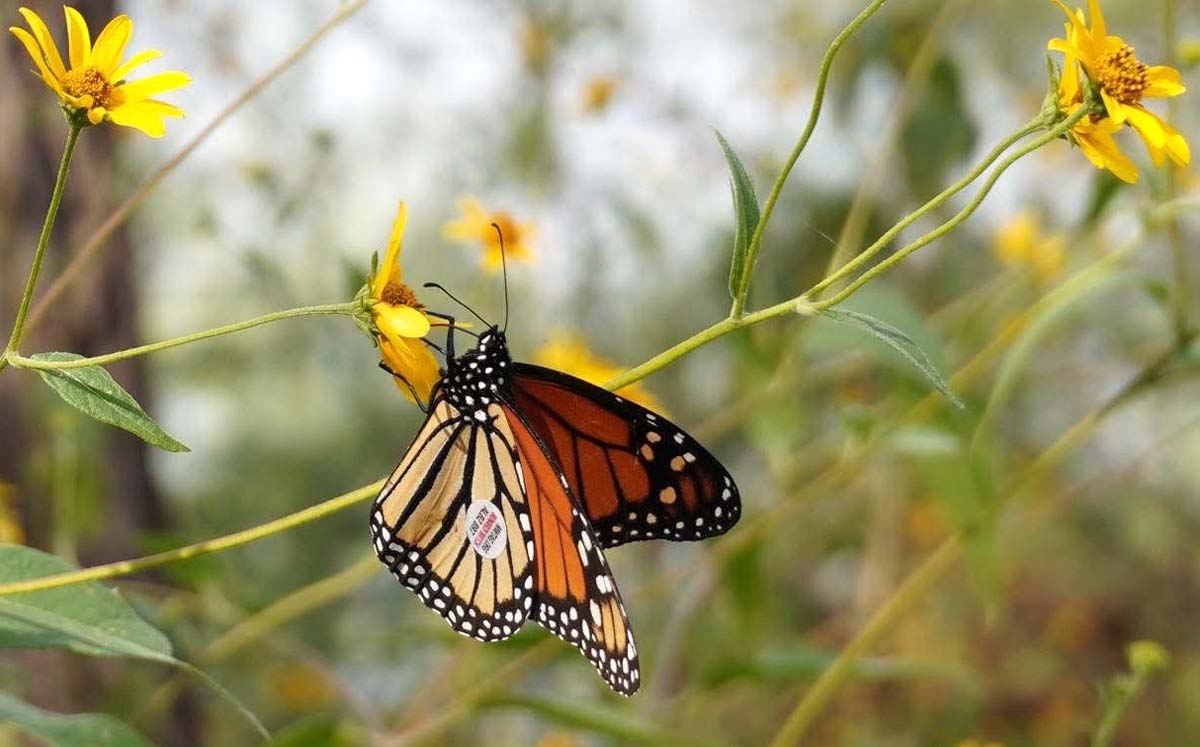 Las mariposas fueron etiquetadas a 2 mil 800 km en Estados Unidos. l Fanny Miranda