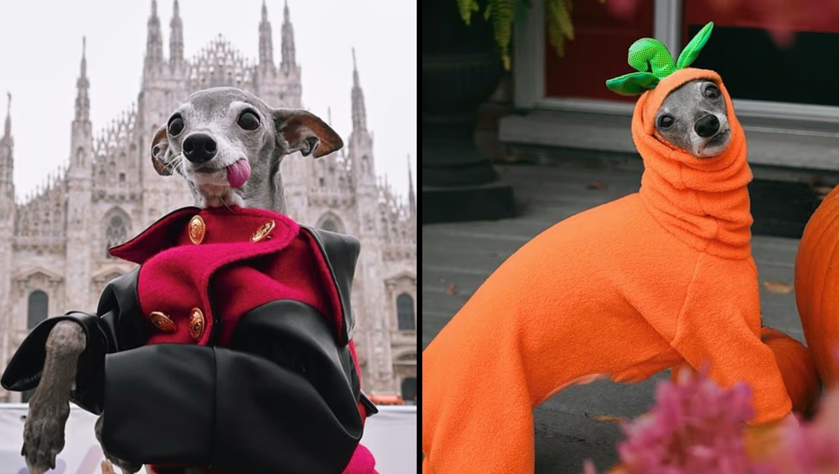 Muere Tika the Iggy a los 14 años tras una cirugía | ESPECIAL