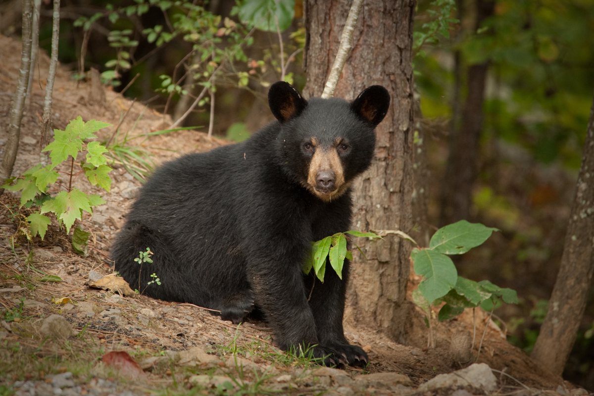 El avistamiento de osos salvajes en el área metropolitana de Monterrey, Nuevo León, se ha incrementado en los últimos años | Shutterstock