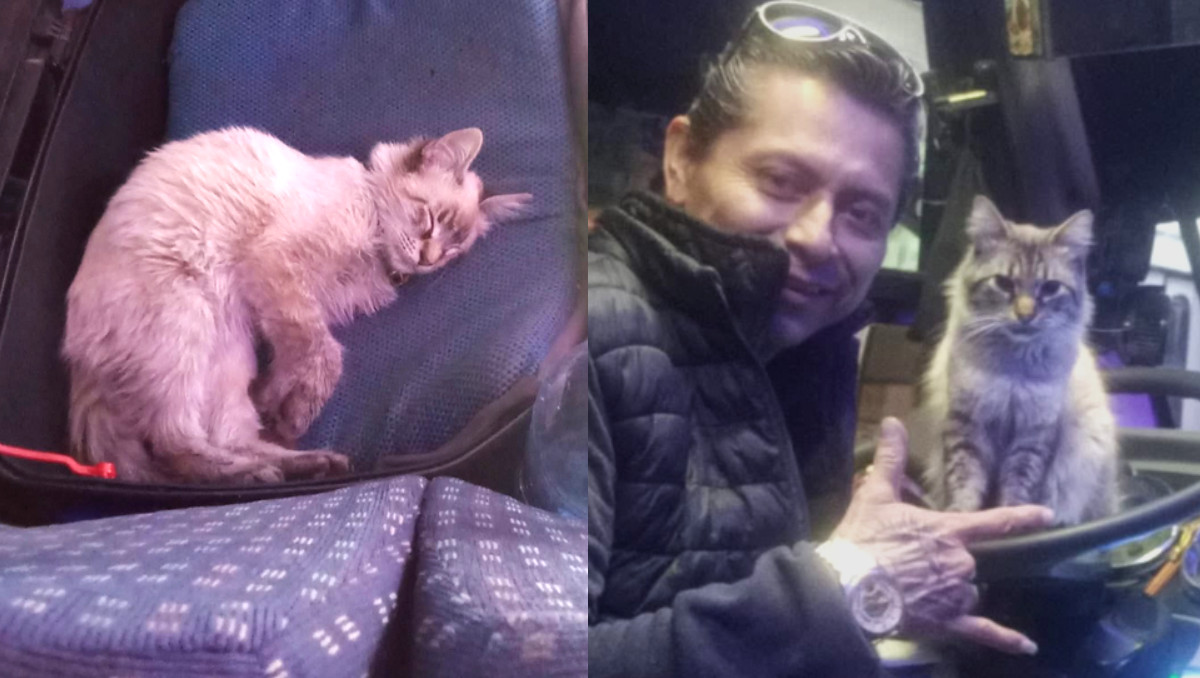 Desaparece Zafiro, 'el gato cobrador' de Ruta Los Morados en Puebla | Redes sociales