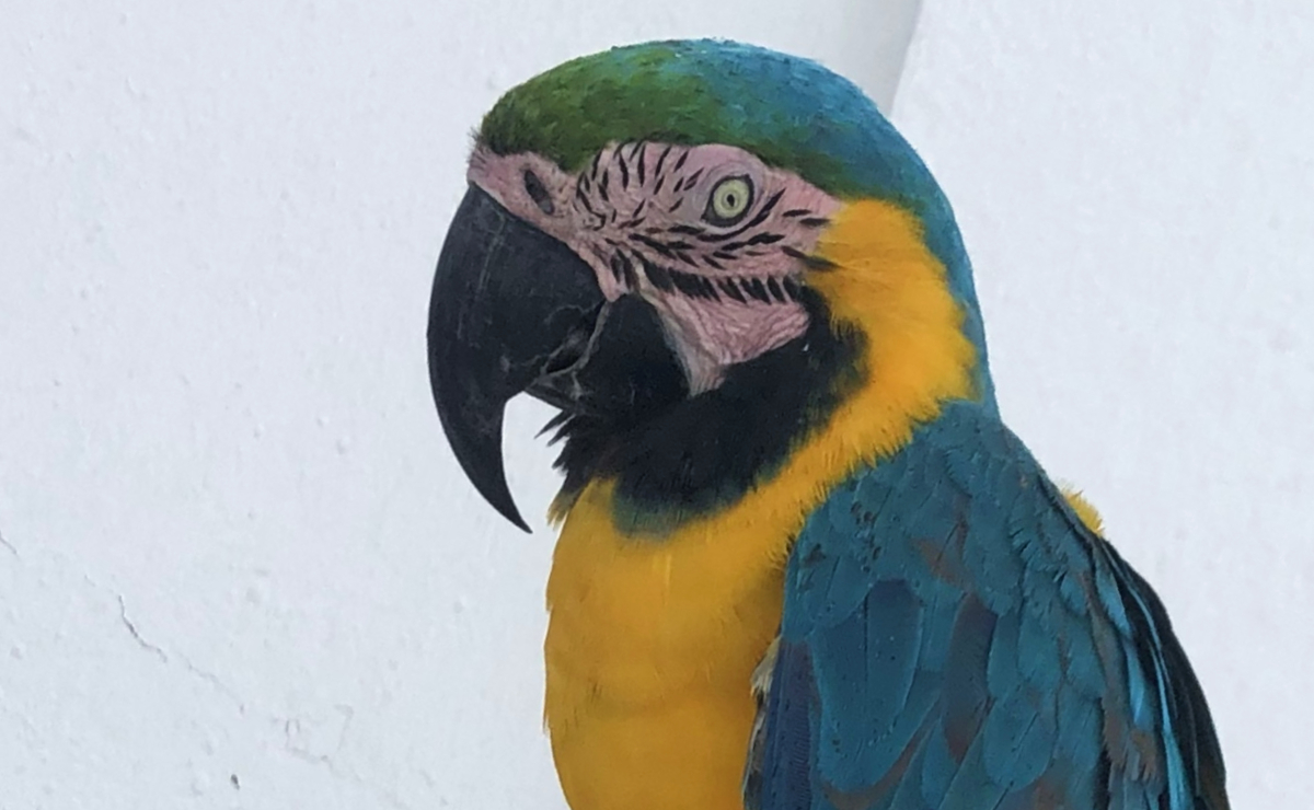 La guacayama María. (Foto: Dorothy Dean Walton)