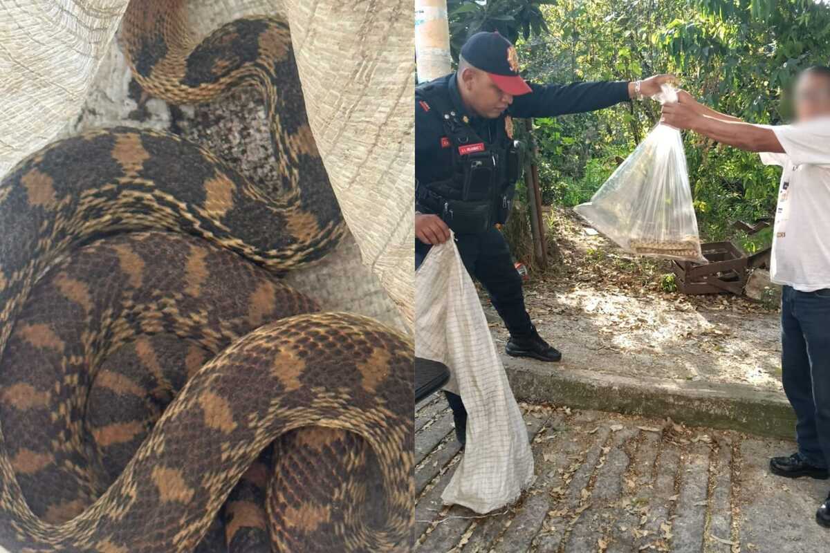 La víbora fue entregada a la Brigada de Vigilancia Animal.