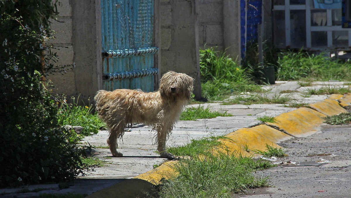 Maltrato animal en Puebla | Melanie Torres
