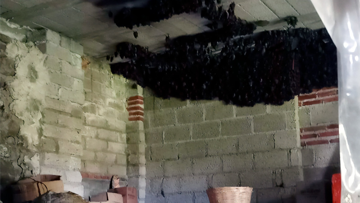 Profepa reconoce a familia de Tlaxcala por resguardar temporalmente a murciélagos en su casa | Especial