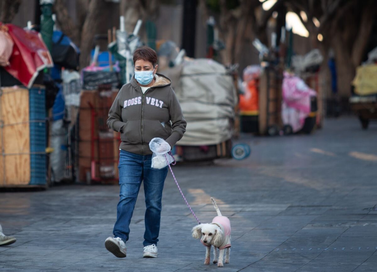 La SSC compartió recomendaciones para cuidar a las mascotas del frío. (Foto: Cuartoscuro)
