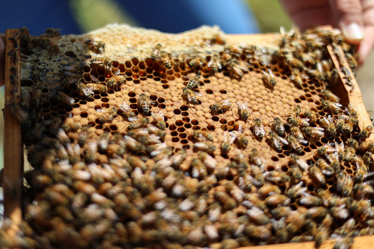 Van alrededor de 30 apicultores registrados y documentados. | Rolando Riestra