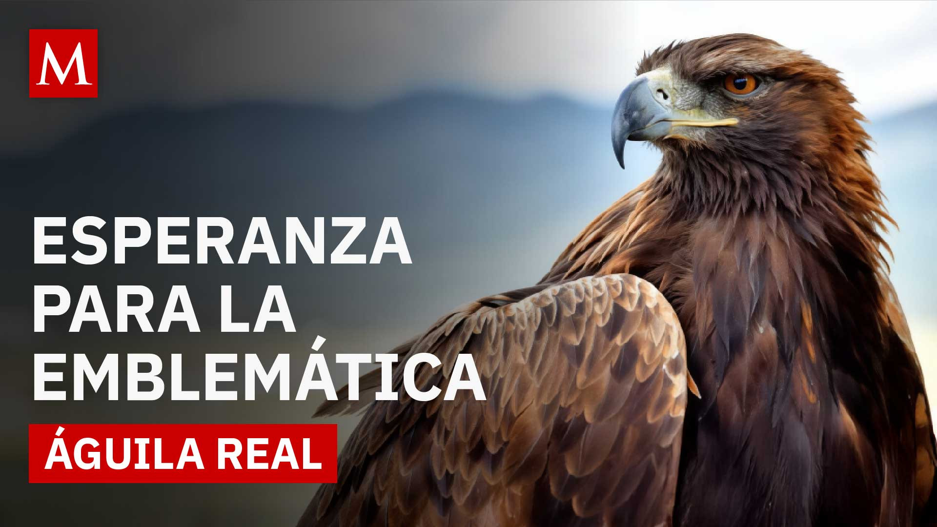 Comunidades rescatan el hábitat del Águila Real, declarada en peligro