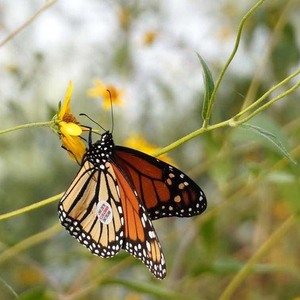 Hace más de 40 años se decidió colocar pequeñas etiquetas en las alas de las mariposas para conocer su migración hacia el sur en otoño.