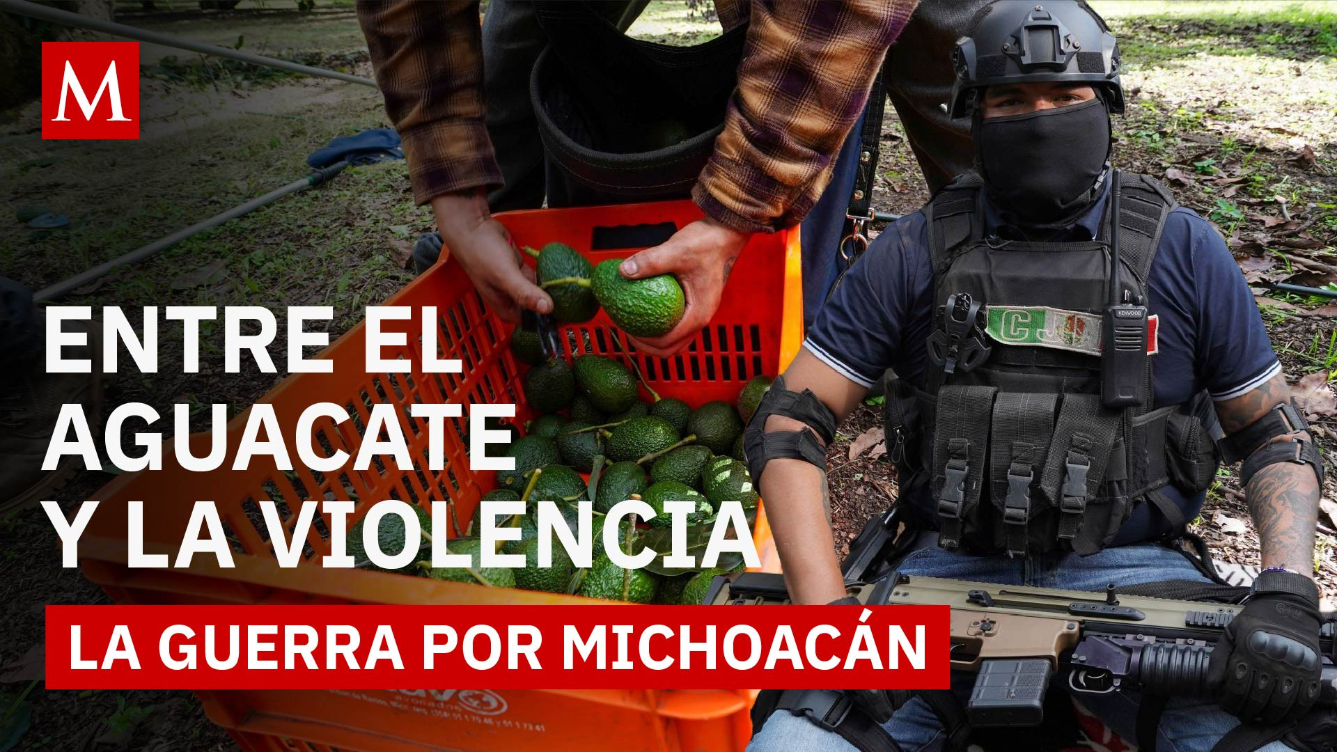 Uruapan: Cómo el “oro verde” convirtió a la capital del aguacate en tierra de cárteles