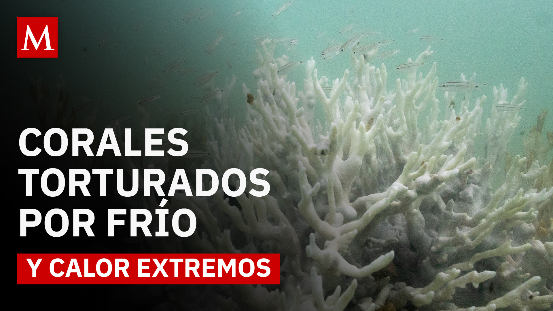 ¿Arrecifes “refugio” bajo amenaza? El blanqueamiento por frío también acecha