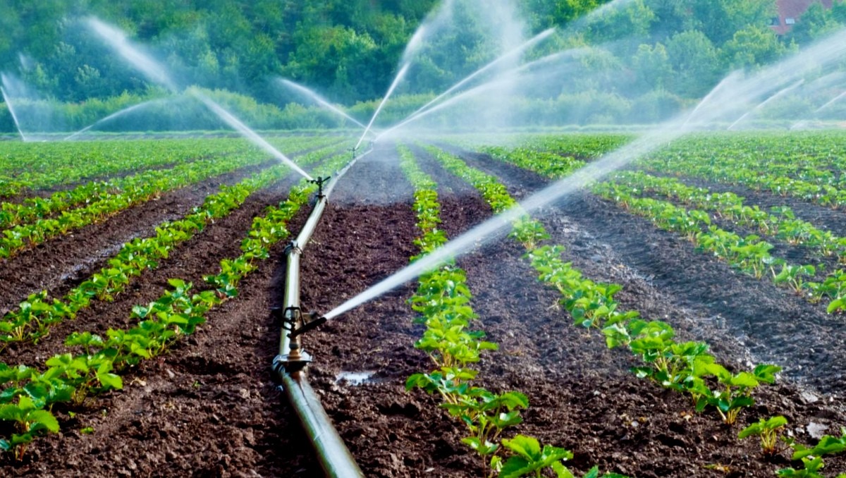 Conagua avanza en la tecnificación del campo en La Laguna. (Especial)