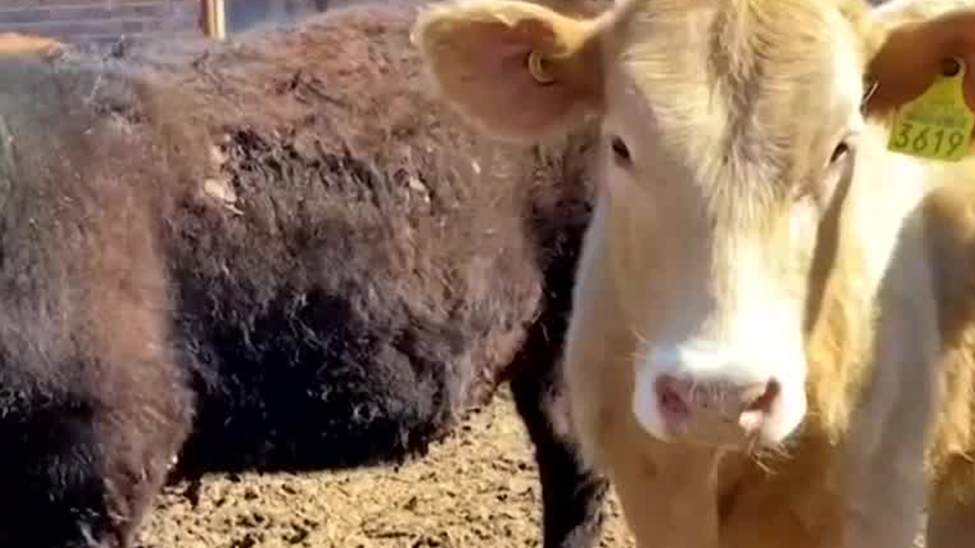 En Jalisco, detectan primer caso de gusano barrenador en Encarnación de Díaz