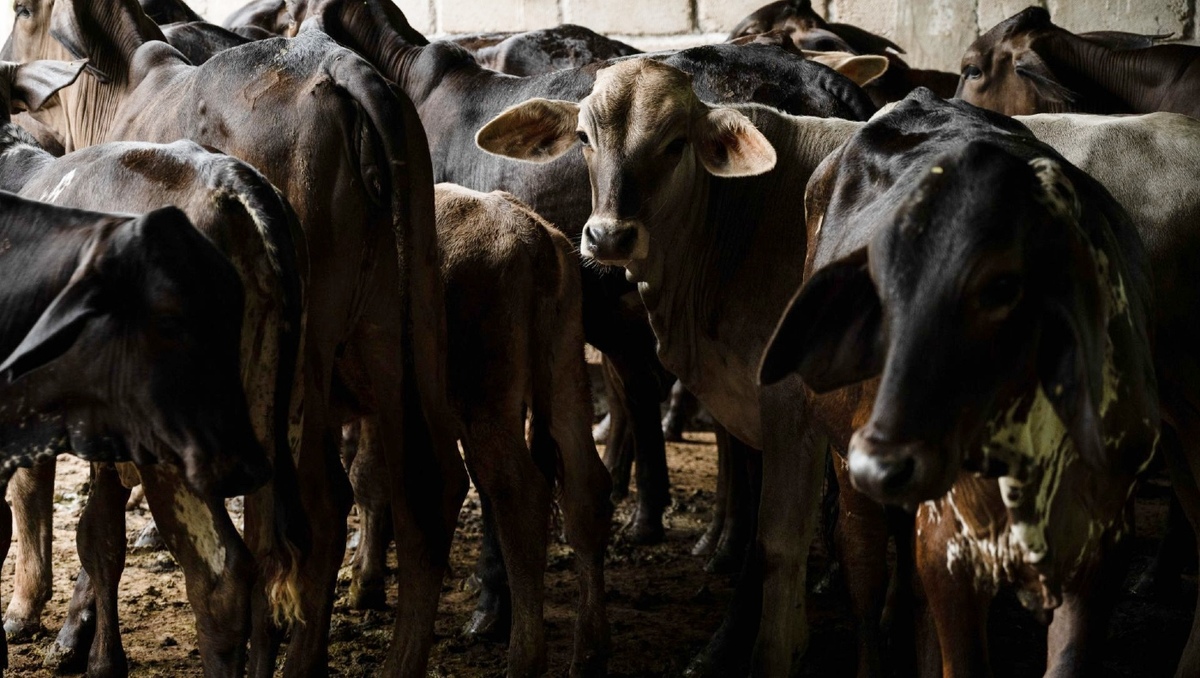 Los ganaderos, especialmente de Chiapas, se han visto afectados por la plaga de gusano barrenador. | Cuartoscuro