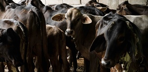 Los ganaderos, especialmente de Chiapas, se han visto afectados por la plaga de gusano barrenador