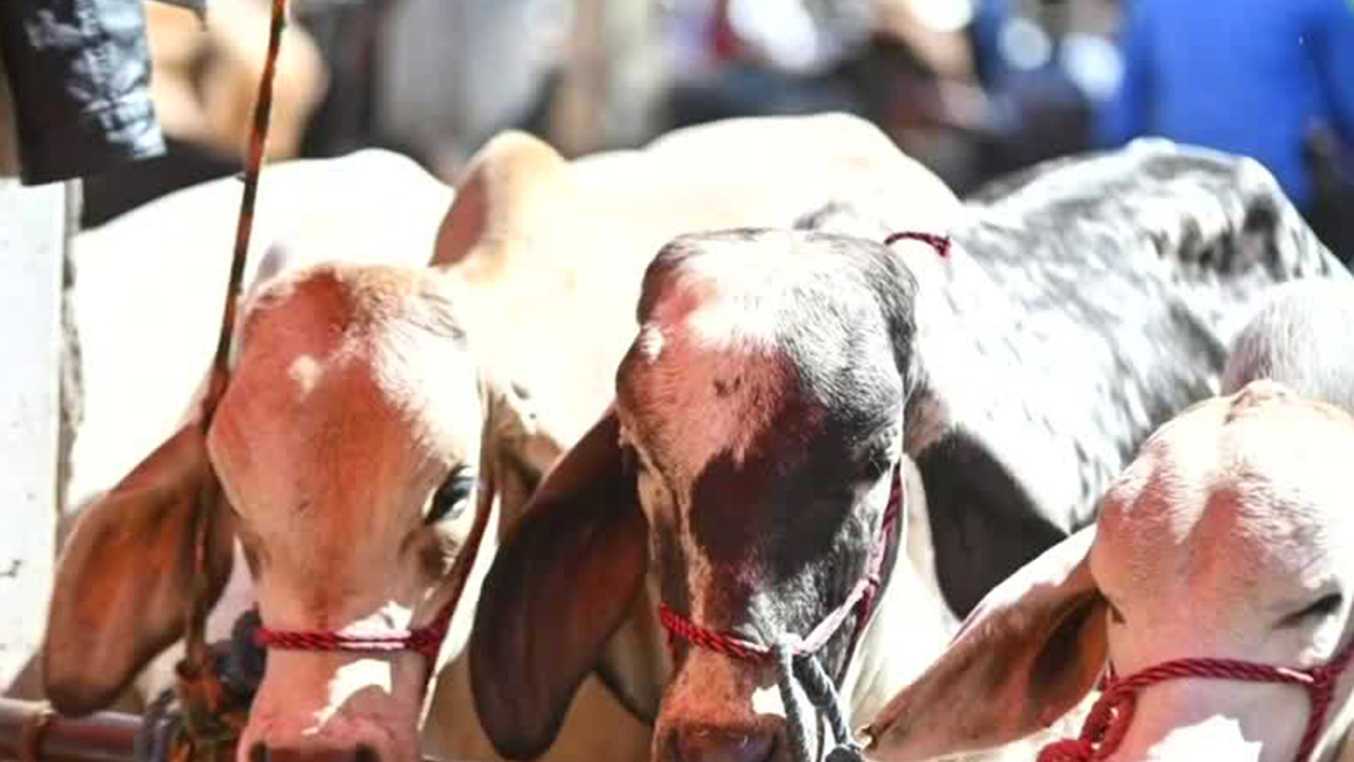 Oaxaca es el segundo estado con más casos de gusano barrenador de ganado