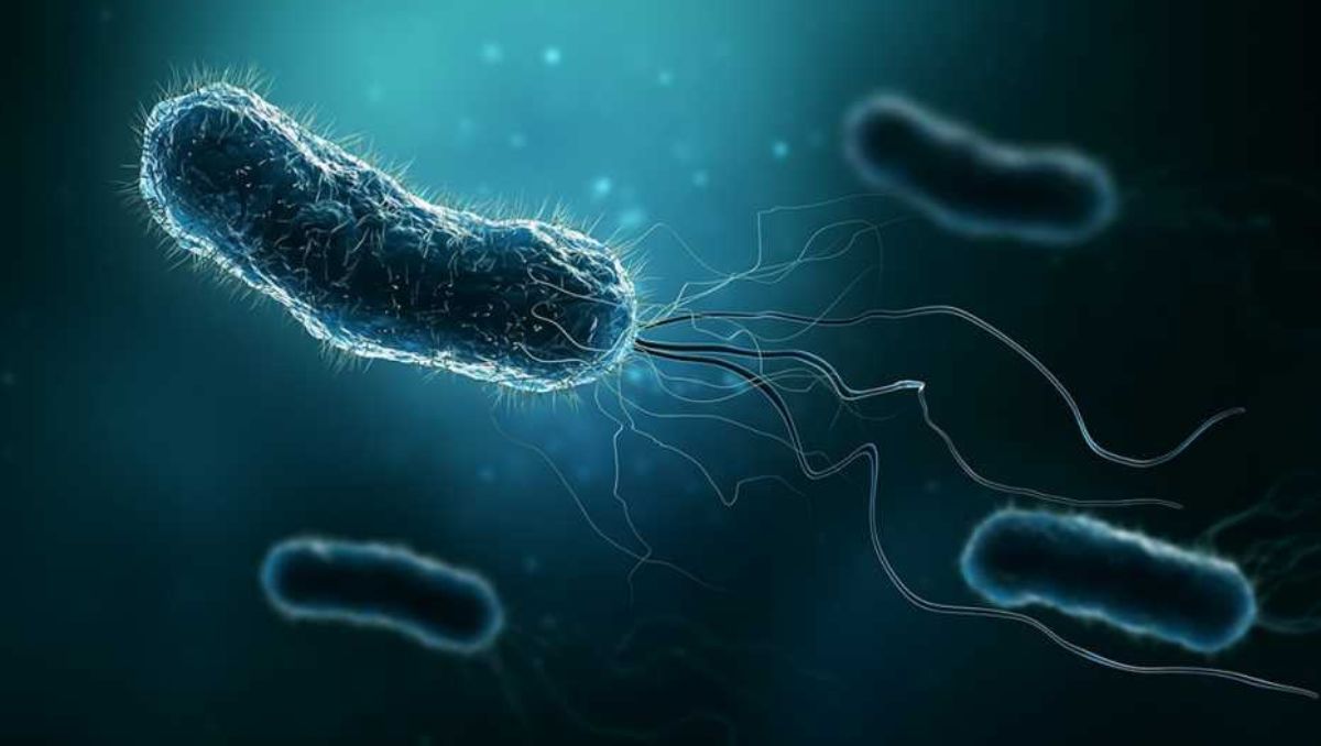 El 70% de la población mexicana está infectada con la bacteria helicobacter pylori.
