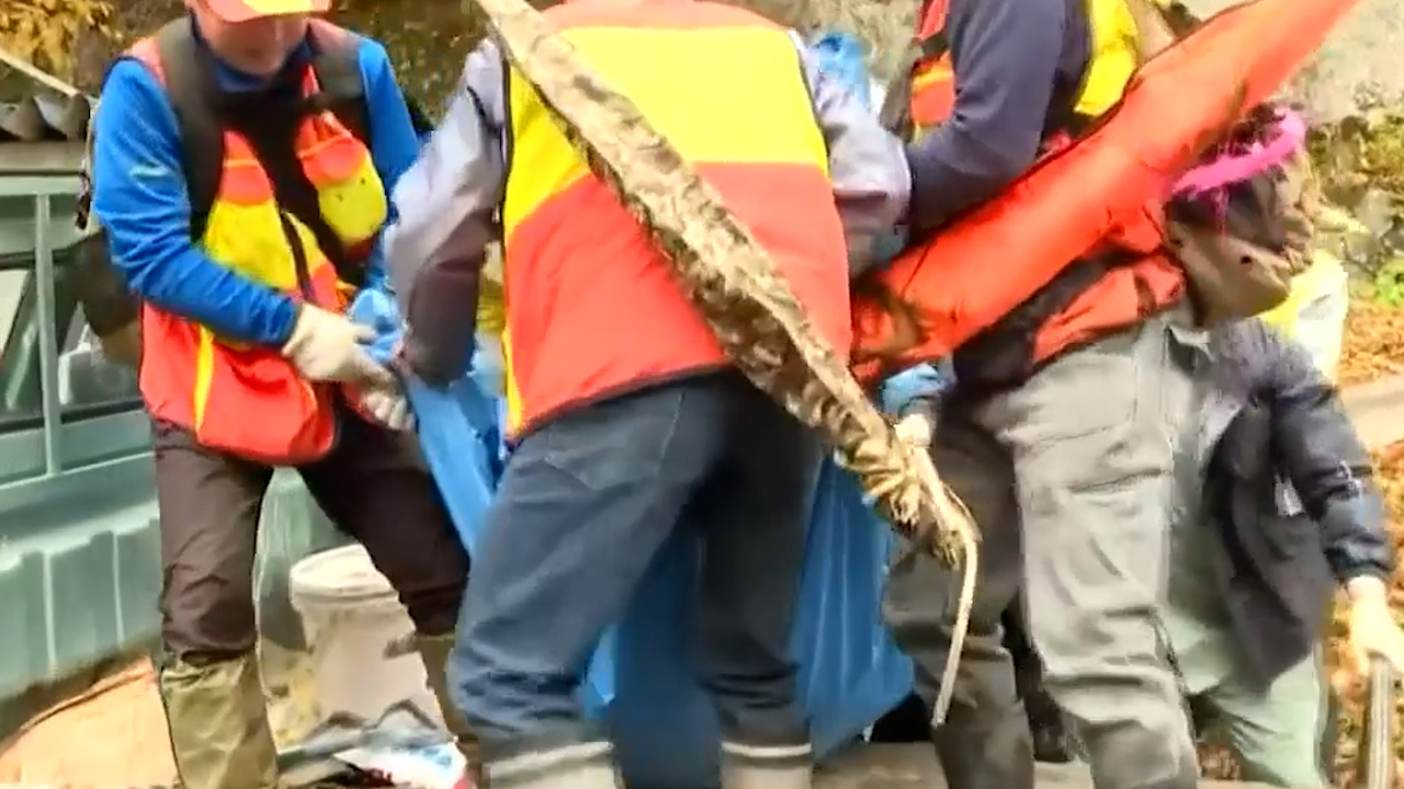 Sacrifican a oso que ingresó a baños termales en Japón