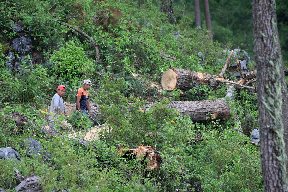 La Sierra Norte tuvo una pérdida de entre 2.7 y 3.2 por ciento de sus recursos verdes. | Andrés Lobato