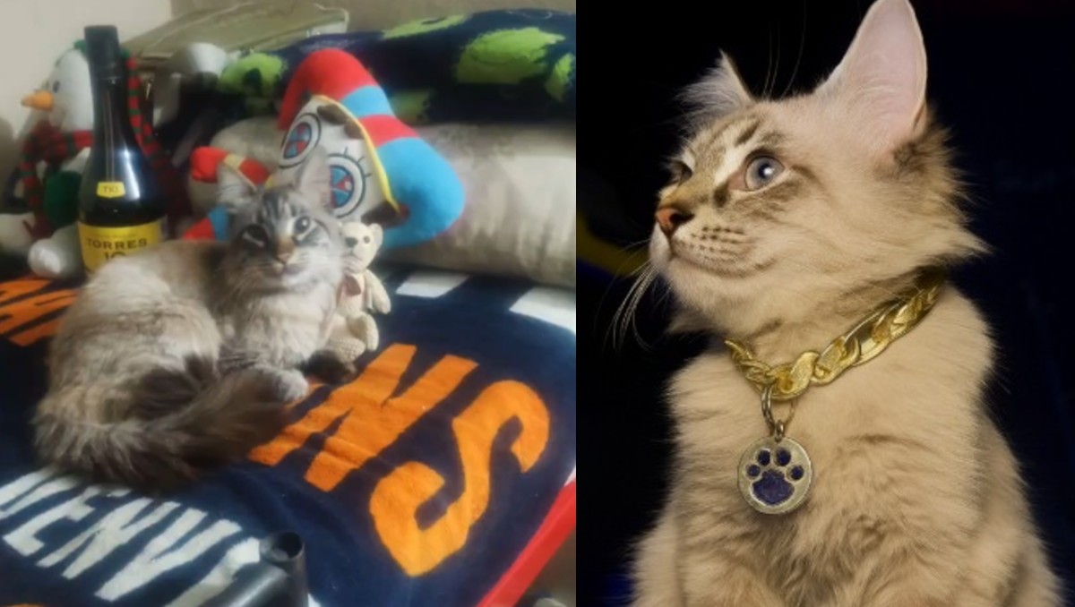 Zafiro 'gato cobrador' de ruta JBS en Puebla | Especial