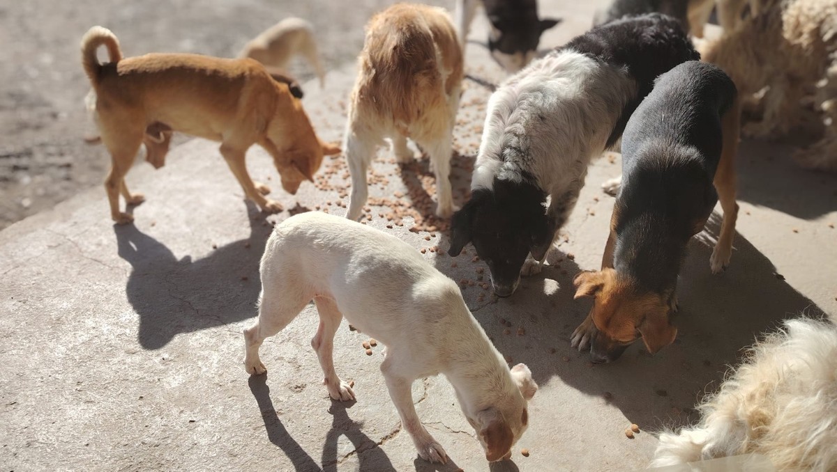 Un albergue de León de nombre Goyito, denunció públicamente un hecho devastador: seis perritos murieron y alrededor de 30 resultaron intoxicados.