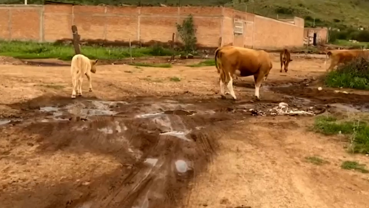 México y EE.UU. producirán 500 millones de moscas para frenar plaga