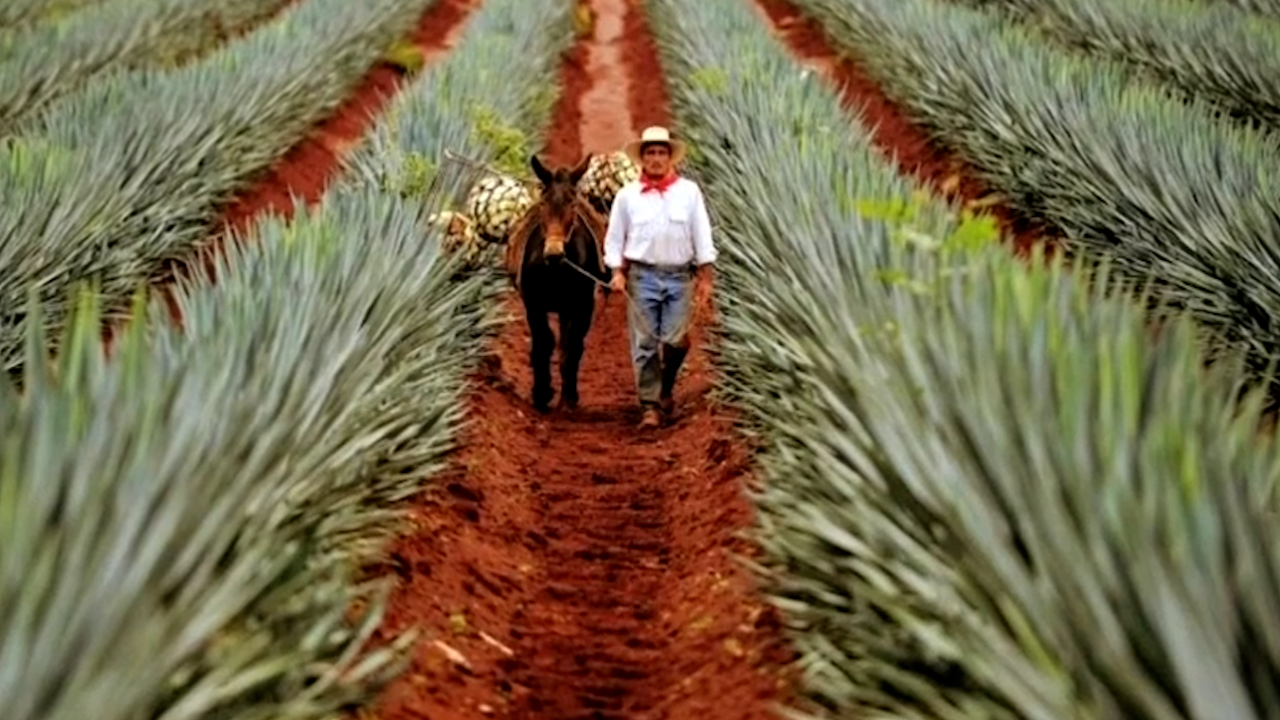 Oaxaca acude a la Corte para defender la legitimidad del mezcal