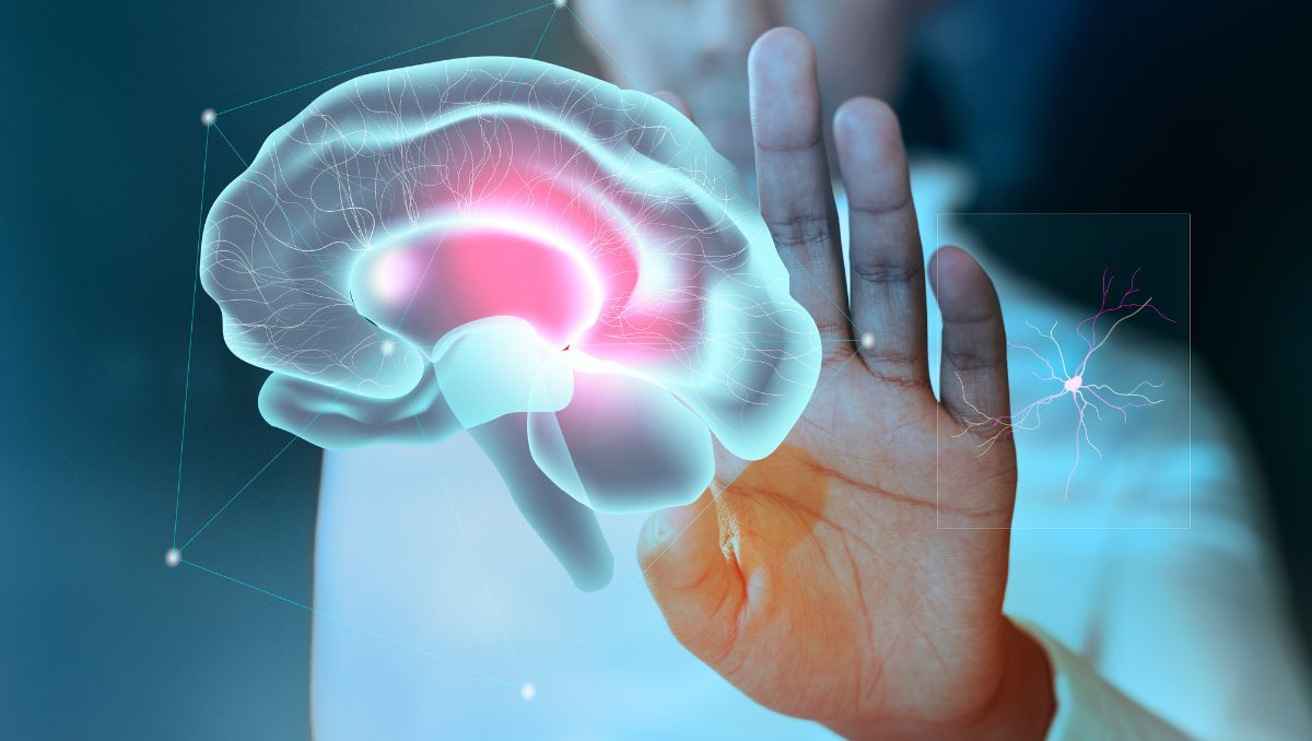 El tamaño del cerebro cambia conforme envejecemos, asimismo, algunas funciones cognitivas se van perdiendo |  Especial