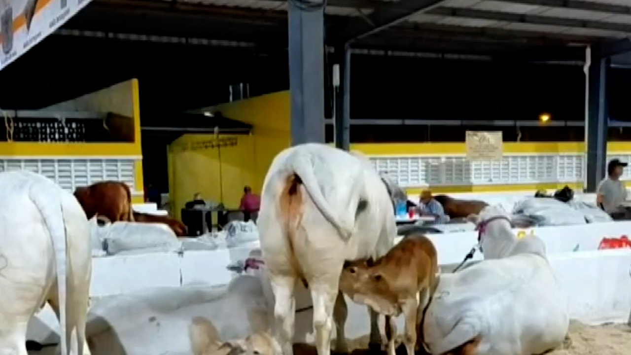 Yucatán supera los mil casos de gusano barrenador en el ganado
