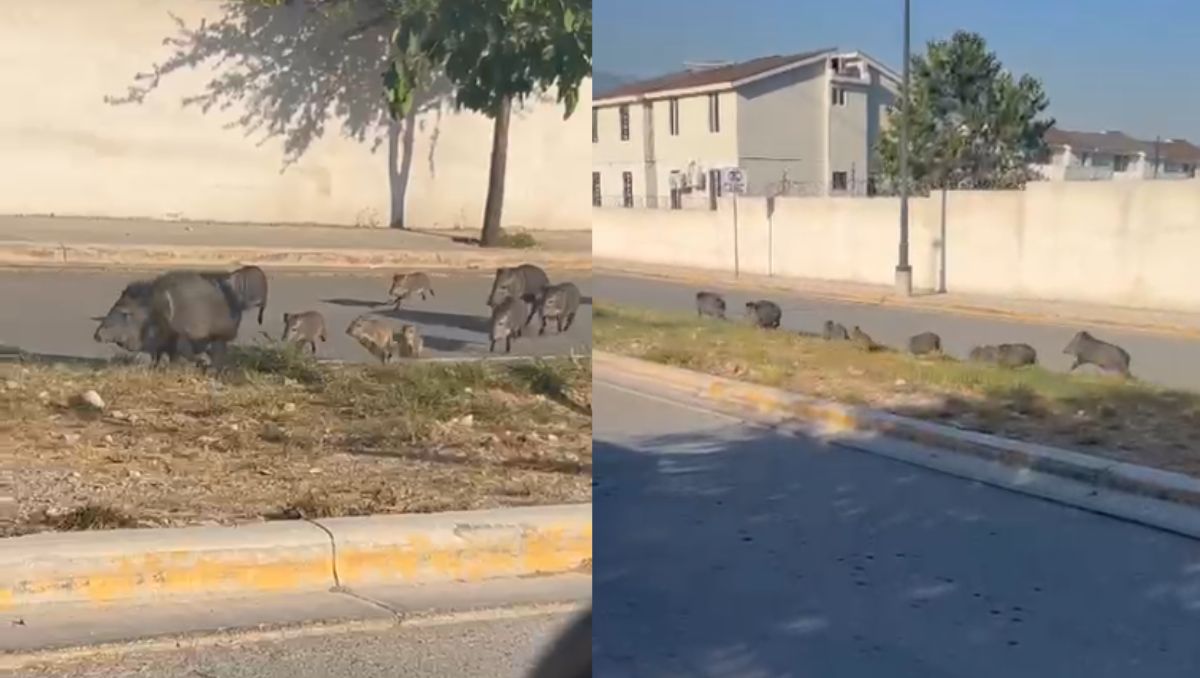 El avistamiento de los jabalíes se registró en la colonia Dominio de Cumbres. | Especial