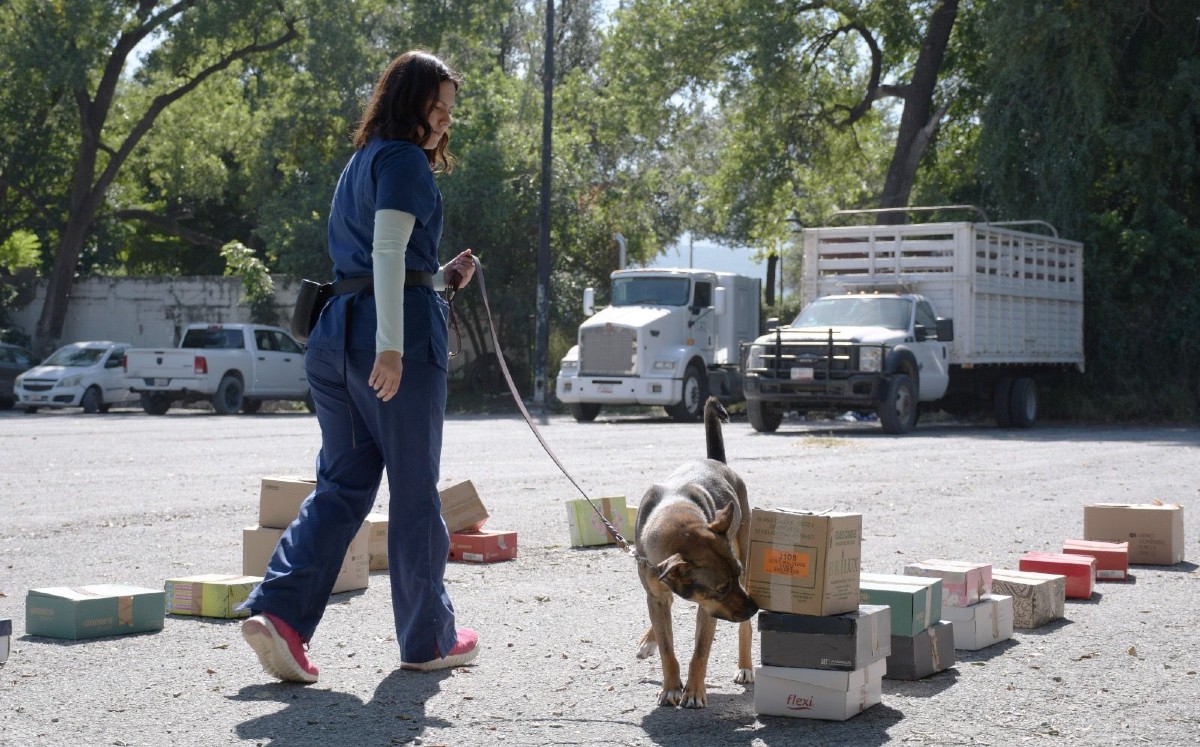 Caninos son entrenados para detectar gusano barrenador en Tamaulipas. | Cortesía
