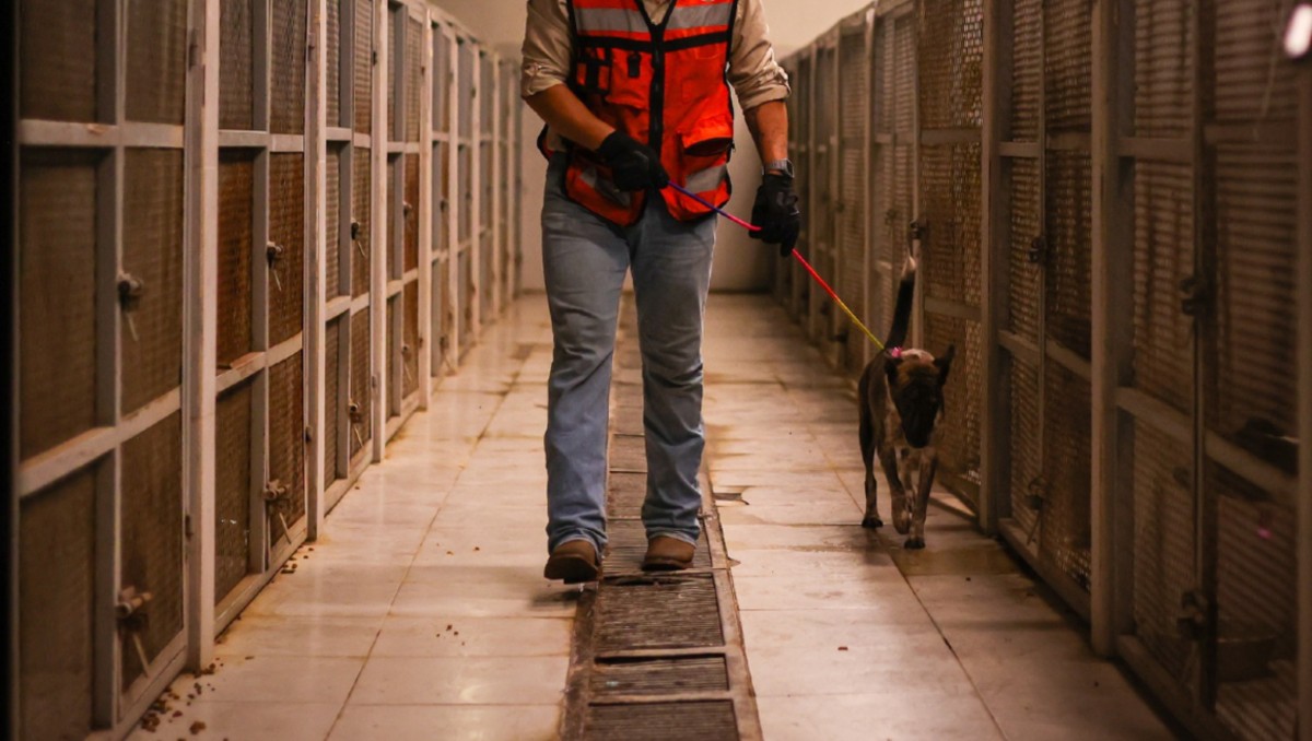 Tras denuncia de maltrato animal, Gobierno de NL inspeccionó el Centro de Bienestar Animal de Santa Catarina | Especial