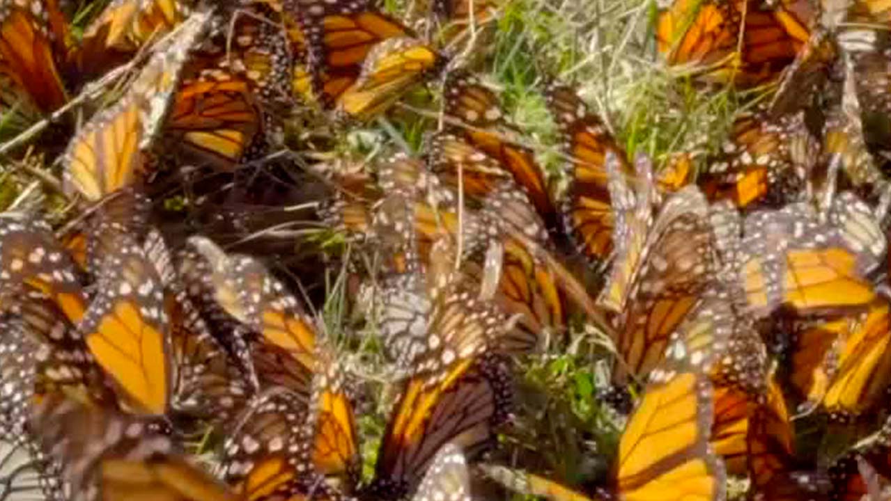 Tras volar 43 días, llega primera mariposa Monarca con microchip | Milenio Hábitat