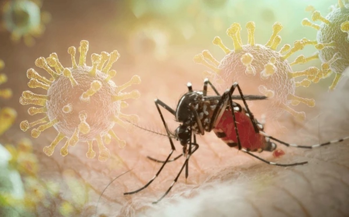 Las brigadas han trabajado en la colonia Montealto y se prevé que la próxima semana se trasladen al sector de Portes Gil. | Freepik