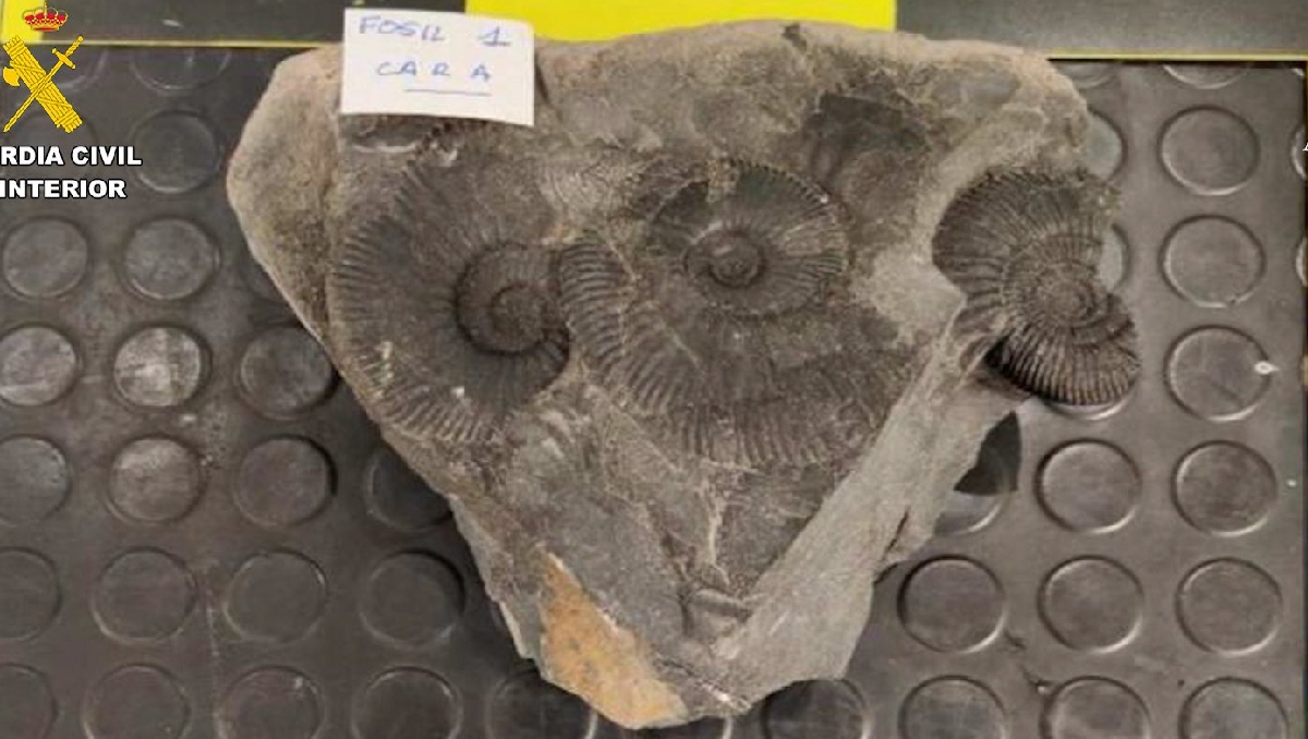 En el caso de México, la incautación incluía fósiles marinos del noroeste del país. | Guardia Civil de España