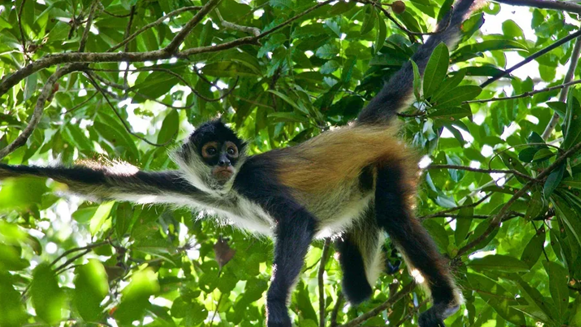 En Chiapas, una nueva ruta del tráfico de fauna, crimen organizado y mafias chinas controlan la zona