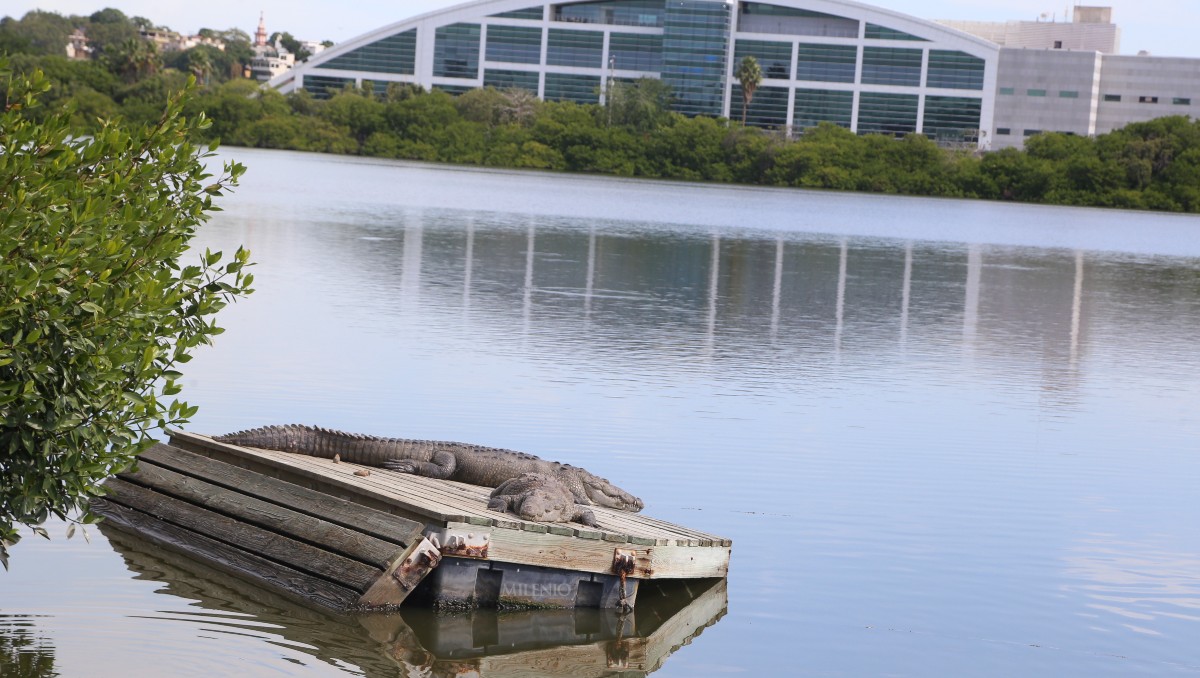 Cocodrilos en Laguna del Carpintero en Tampico. Foto: Yazmín Sánchez