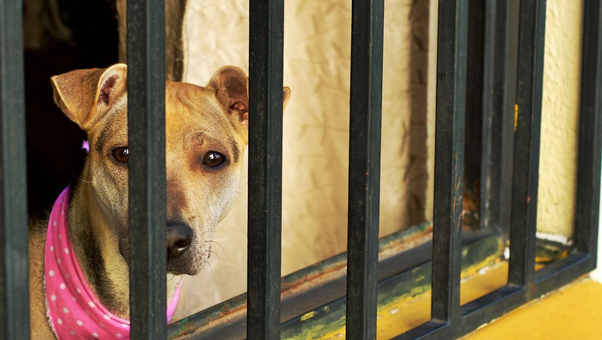 El 2025 se colocó como el año con más carpetas de investigación abiertas. | Foto: Especial