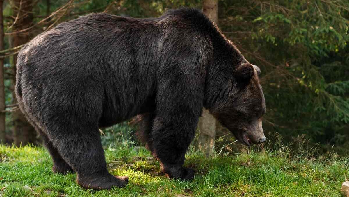 Antes del decreto, los elementos solo podían tender trampas y prestar apoyo a las especies.