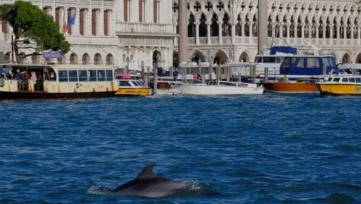 Delfín sorprende en canales de Venecia | ESPECIAL