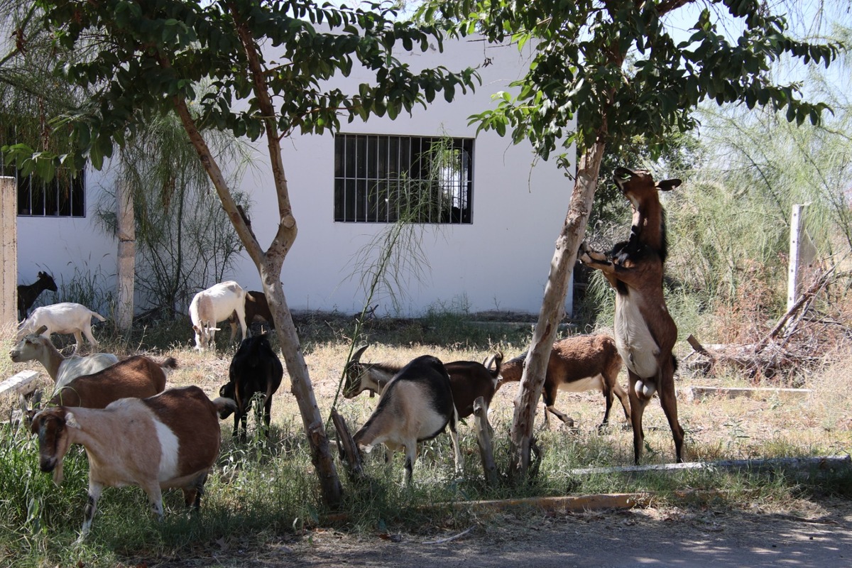 La Laguna impulsa mejoramiento genético y alimentación estratégica para la caprinocultura.| Verónica Rivera