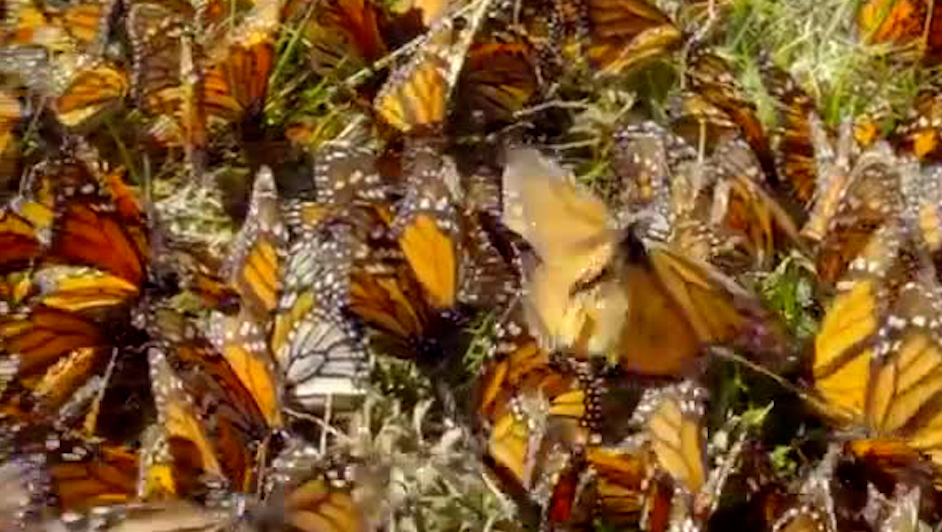 Marcan mariposas monarca para estudiar su ruta migratoria