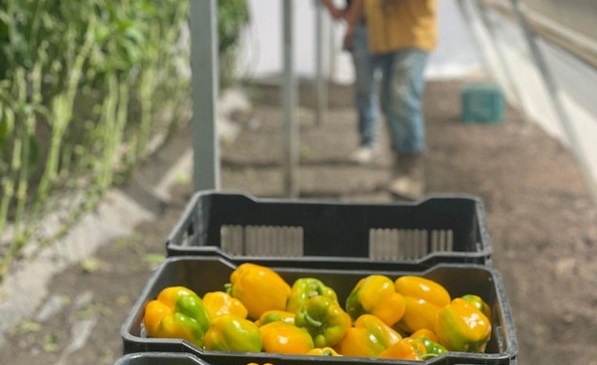 Producción de chile morrón en Jalisco. (Cortesía)