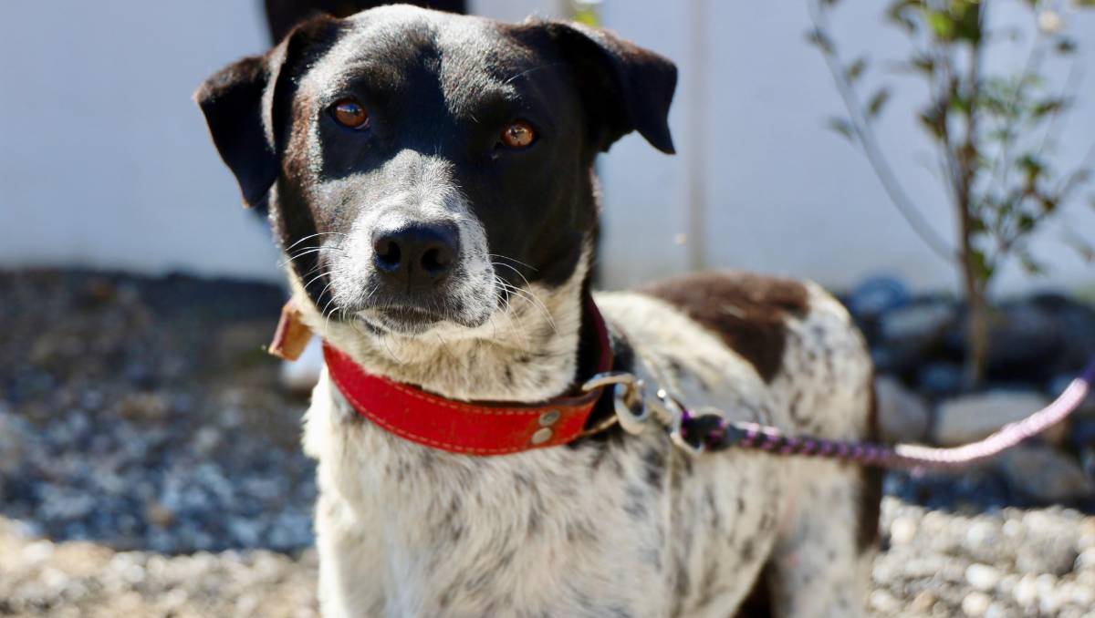 En la reciente jornada se atendió a 80 perritos y gatitos en ocoyoacac. Especial