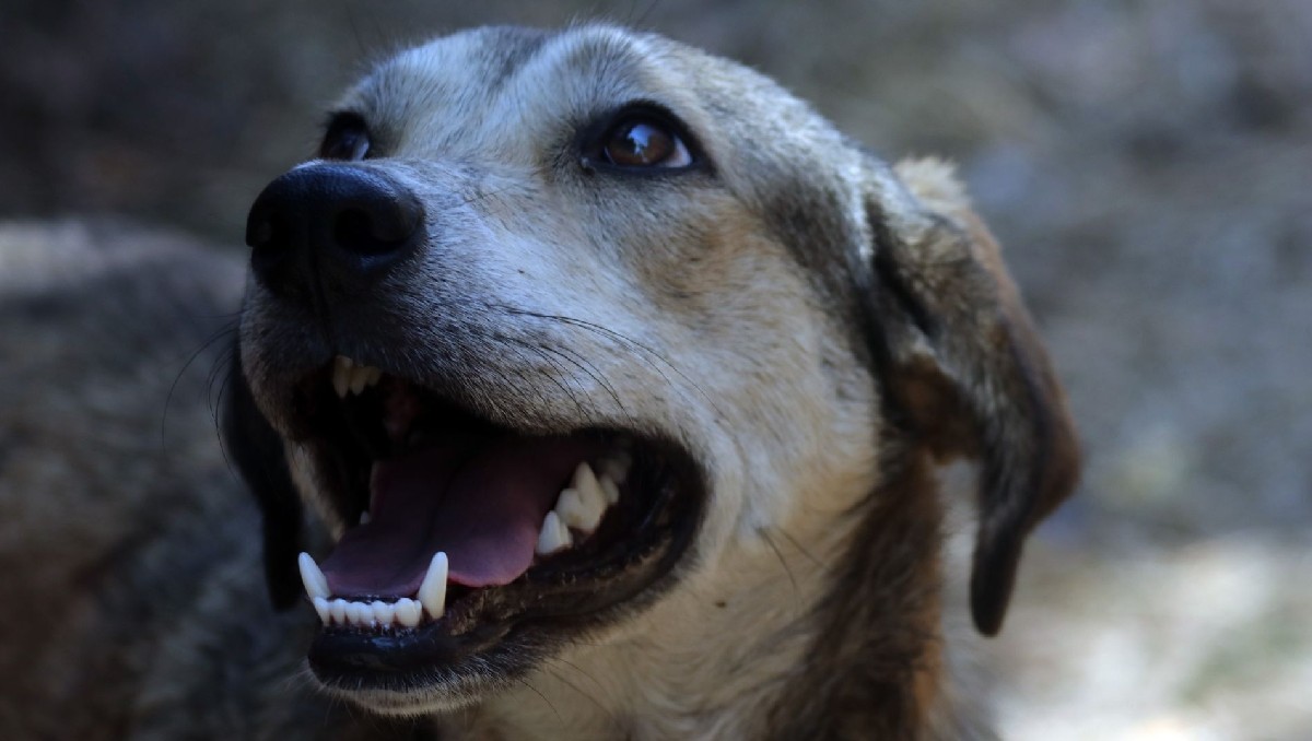 No hay reporte del número de perros afectados. | Imagen ilustrativa, Cuartoscuro.