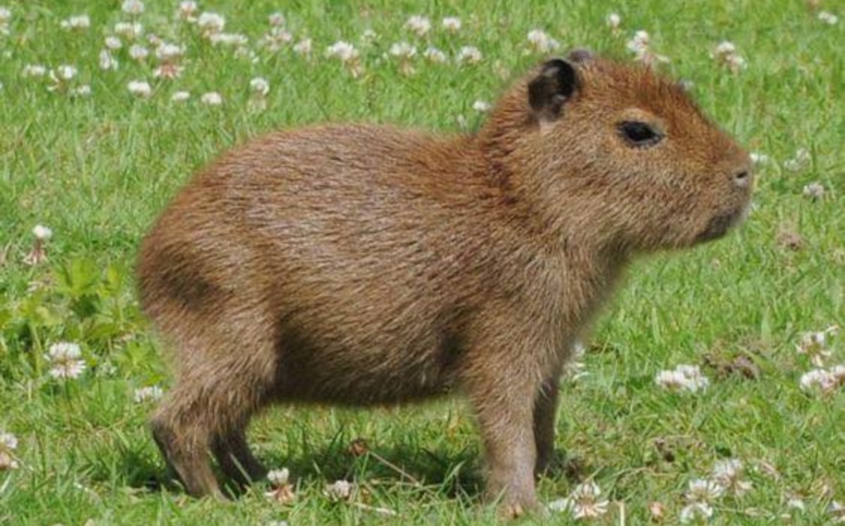El capibara es el roedor más grande del mundo y una especie originaria de Sudamérica. | Parque Safari Altamira (Facebook)