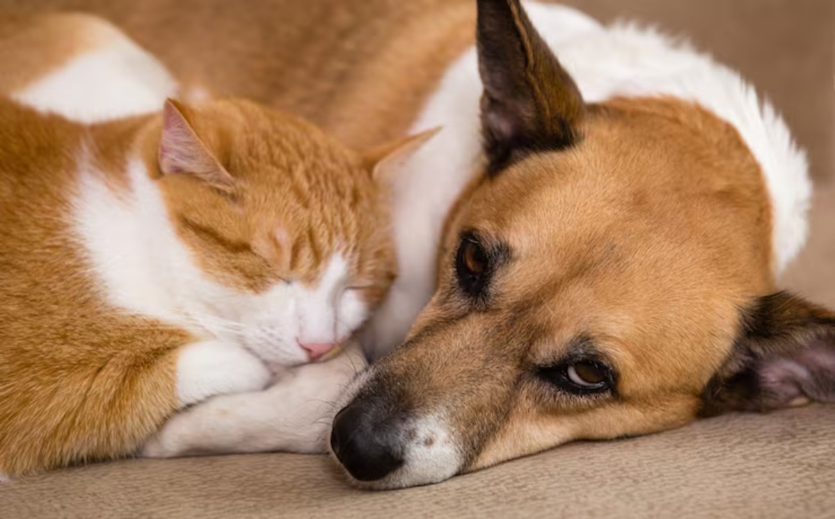 Cada uno de los peludos participantes ha sido revisado por veterinarios, se encuentra en condiciones óptimas de salud. | Freepik