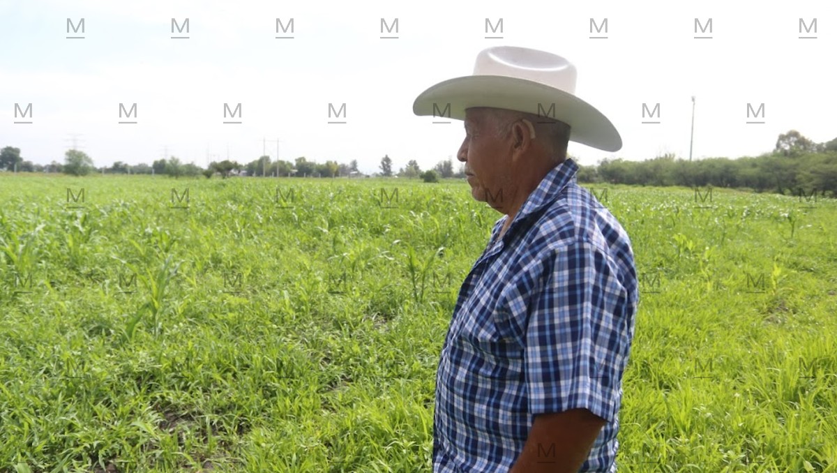 La Secretaría del Campo de Guanajuato confirmó que se ampliará la convocatoria del apoyo federal de 800 pesos por tonelada de maíz. | Dany Béjar.