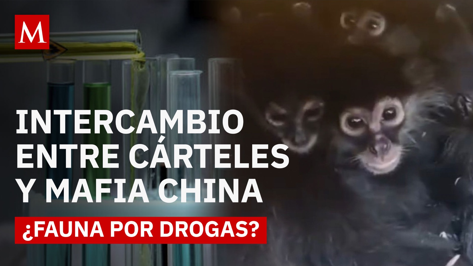 Tráfico de animales en Chiapas: la ruta secreta que pone en riesgo la biodiversidad