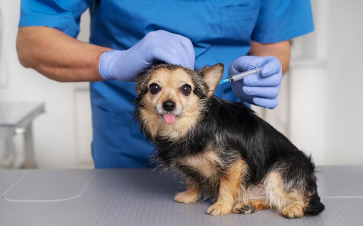 Vacunar no solo cuida a tu mascota, sino que también evita posibles contagios. | Freepik